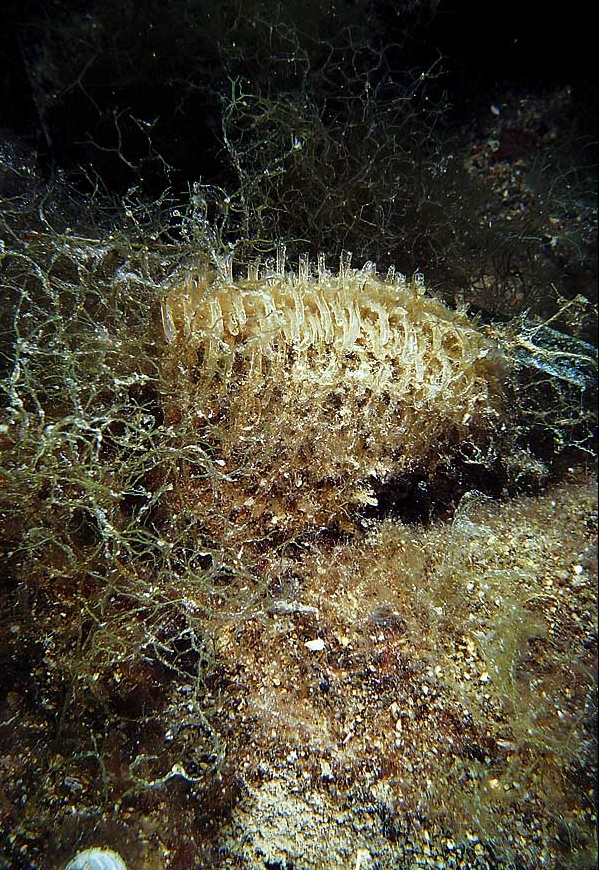 Pinna rudis